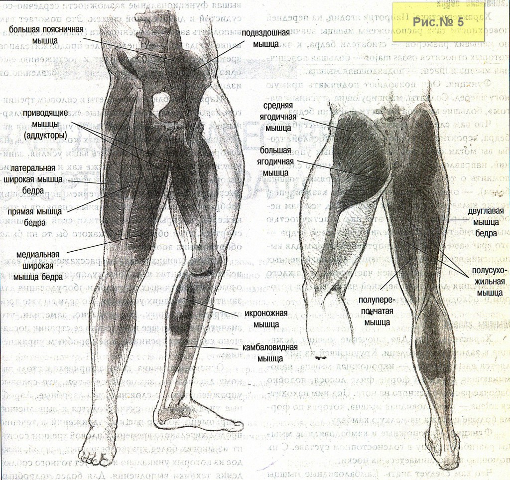 Мышцы ног-2
