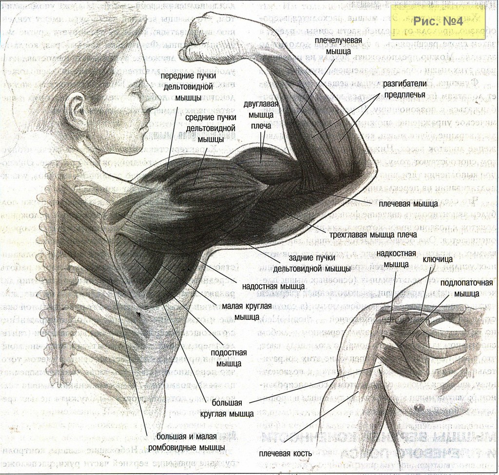 Мышцы рук-2