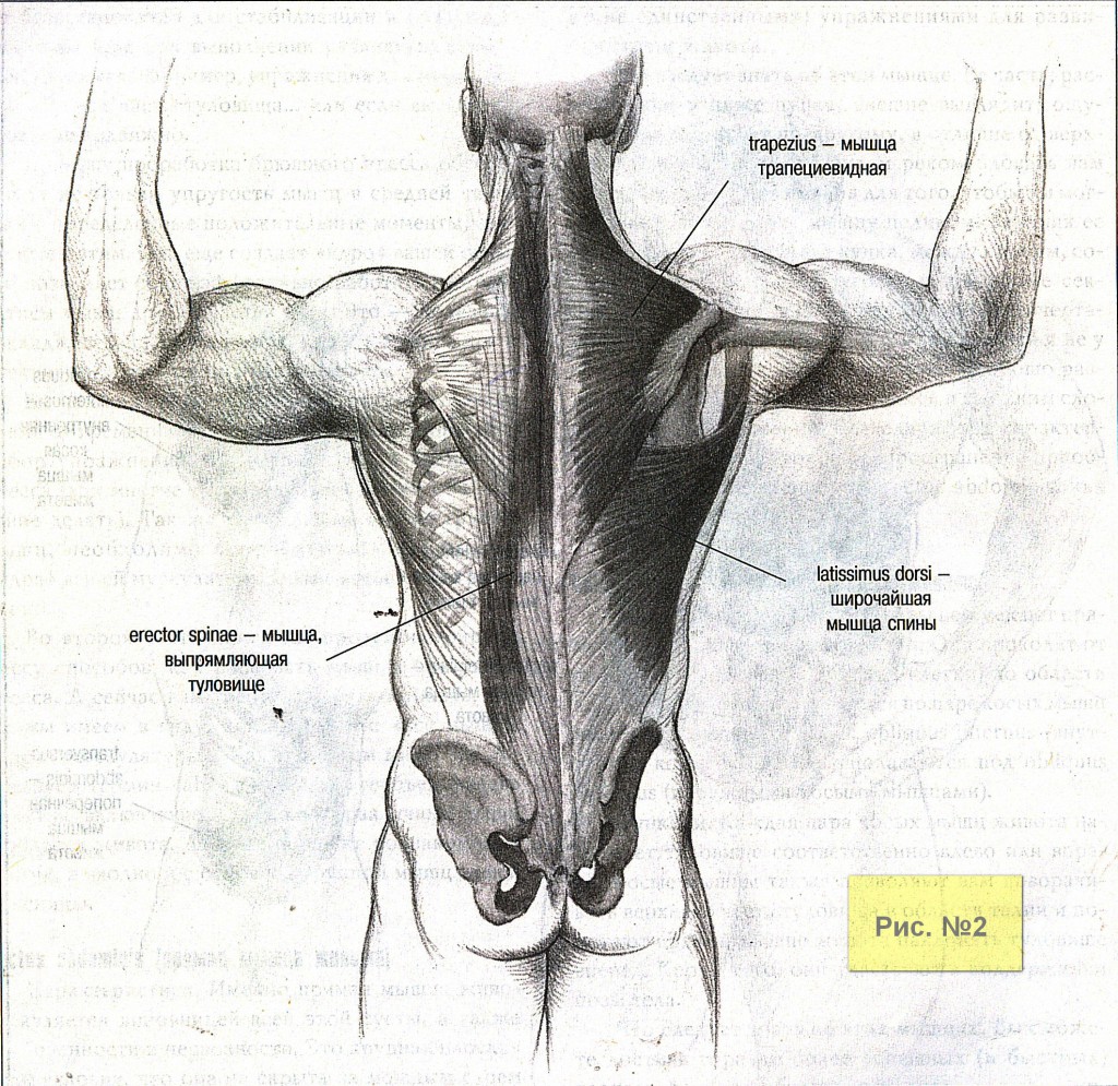 Мышцы спины-2
